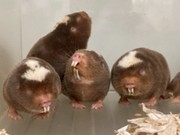 研究室で飼育されているダマラランドデバネズミの写真