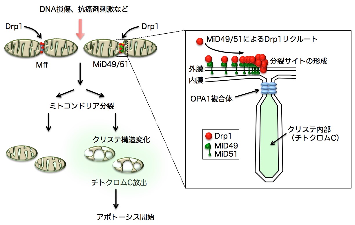 DNA損傷、抗癌剤刺激など