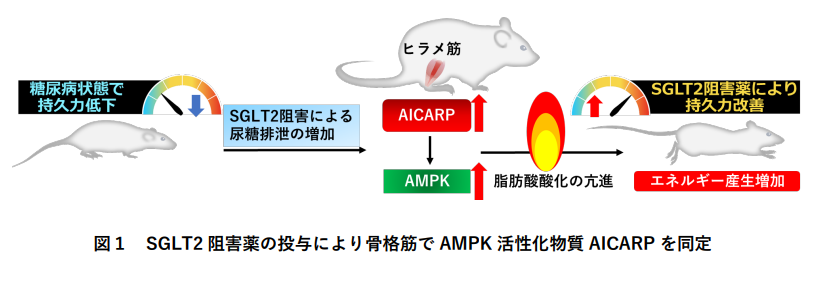 Improved endurance capacity of diabetic mice during SGLT2 inhibition: Role of AICARP, an AMPK activator in the soleus