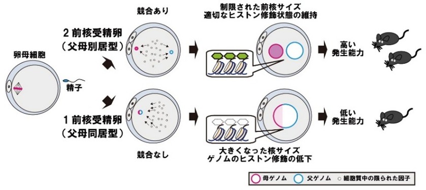 &ldquo;Cytoplasmic competition between separate parental pronuclei in zygotes&rdquo; Akihito Harada (Multi-Omics)