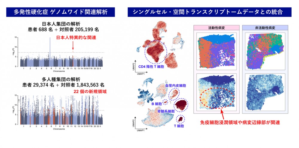 多発性硬化症の遺伝的背景を多様な人種集団とオミクスから解明 ～日本人集団に特有のリスク領域と、脳病変内でのリスク集積部位を同定～（神経内科学分野 磯部 紀子教授） 