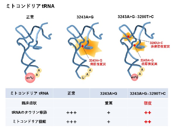 典型的なミトコンドリア病の症状を軽減するハプロタイプを解明」（保健